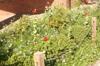 garden with annual flowers