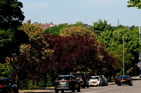 church tower again in the distance and lots of trees