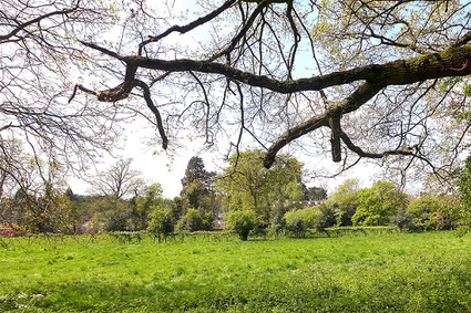 Park land with overhanging tree branches