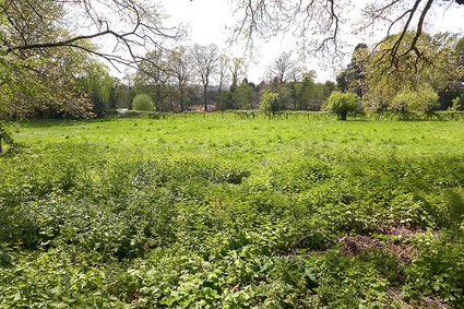 grass and wild plants
